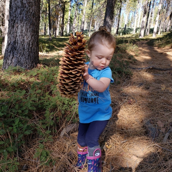 Giant Pine Cones Organic (not treated) - Picture 7 of 9